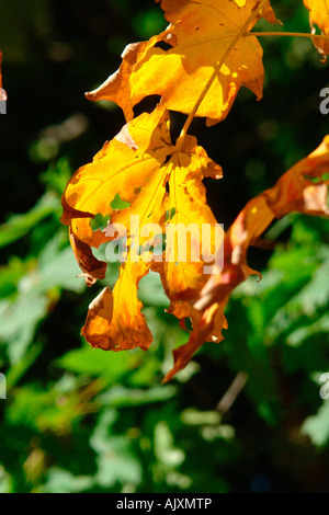 Vibrantly farbigen Ahornblätter Herbst Herbstlaub durch die helle Sonne textfreiraum beleuchtet Stockfoto
