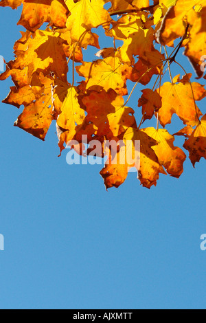 Vibrantly farbigen Ahornblätter Herbst Herbstlaub durch die helle Sonne textfreiraum beleuchtet Stockfoto