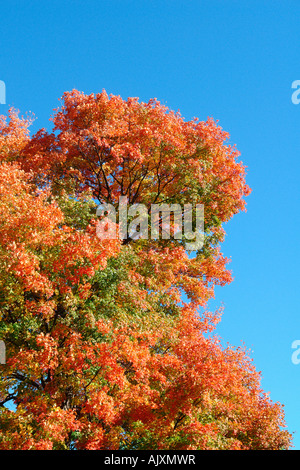 Vibrantly farbigen Herbstblätter mit Textfreiraum Stockfoto