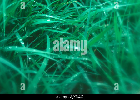 Nahaufnahme von Gras mit Morgentau. Stockfoto