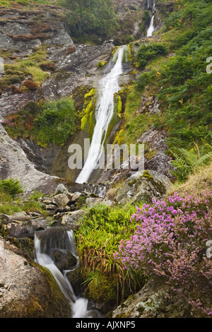 Rhaeadr Bach Wasserfall in Coedydd Aber National Nature Reserve in Snowdonia-Nationalpark mit Blüte Heather Abergwyngregyn Gwynedd North Wales UK Stockfoto