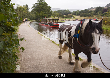 Pferdekutsche schmale Boot auf Llangollen Kanal mit Pferd am Leinpfad Llangollen Denbighshire Nord-Wales Stockfoto