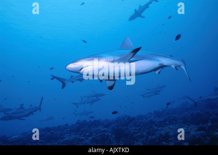 Schulzeit grau Riff Haie Carcharhinus Amblyrhynchos Fakarava Atoll Tuamotus Französisch-Polynesien Pazifischer Ozean Stockfoto