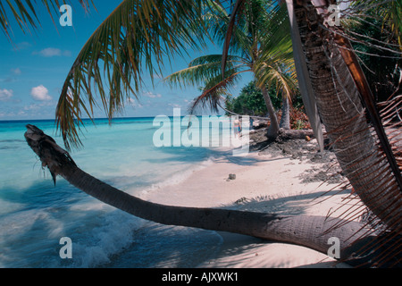 Palmen am Strand Fakarava Französisch-Polynesien Pazifischer Ozean Stockfoto