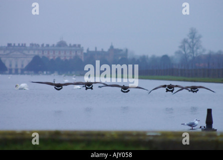 fünf Gänse Landung auf lange Wasser Hampton Court Palace im Hintergrund Stockfoto