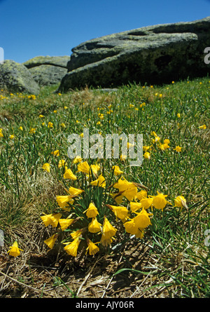 Narcissus Bulbocodium oder Hoop Petticoat Daffodil wachsen in freier Wildbahn in der Estrella Berge Portugal Europa EU Stockfoto