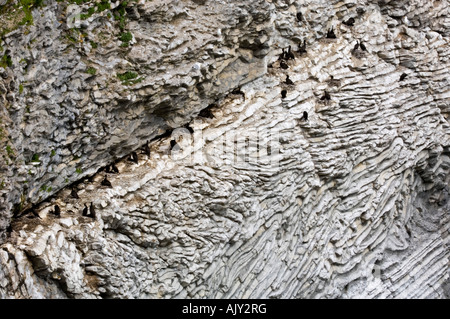 Detail der Muster in erodierten Klippen am Cap Bon Ami, mit brütenden Kormorane, Forillon Nationalpark QC, Kanada Stockfoto