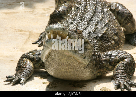 Tiger Thailand 2006 Stockfoto