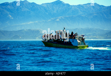 Whale-watching Boot Kaikoura Neuseeland Stockfoto