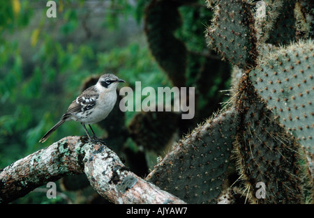 Galapagos Mockingbird Stockfoto