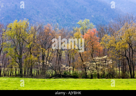 Aufstrebenden Laub in Bäume säumen Cades Cove Weiden, Great Smoky Mountains National Park, Tennessee, USA Stockfoto