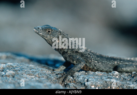 Lava-Eidechse Stockfoto