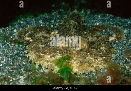 Atlantik Seeteufel / Seeteufel Stockfoto