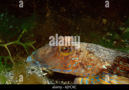 Gemeinsame Dragonet Stockfoto