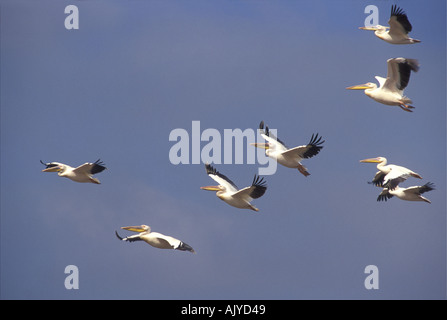 Weiße Pelikane im Flug und steigenden Lake Nakuru Kenia in Ostafrika Stockfoto