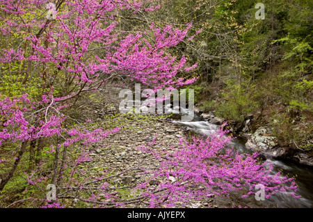 Redbud (Cercis Canadensis) und Laurel Creek, Great Smoky Mountains National Park, Tennessee, USA Stockfoto