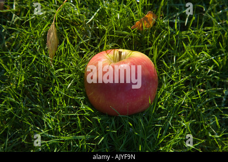 Pink Lady Apple herbstliche Gras gefallen Stockfoto