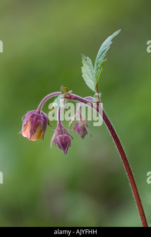 Wasser Avens Geum Rivale Teesdale North Pennines UK Stockfoto