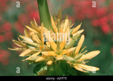 Große gelbe Enzian / Gelber Enzian Stockfoto