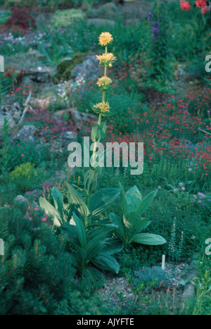 Große gelbe Enzian / Gelber Enzian Stockfoto