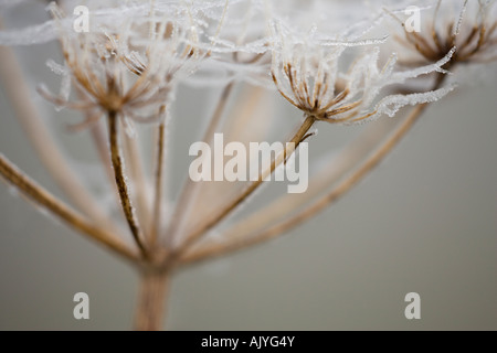 Matt Seedhead Detail Karotte Familie Apiaceae Stockfoto