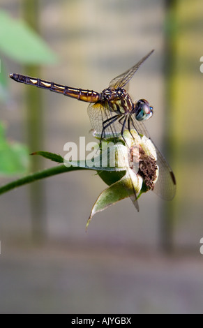 Libelle auf Hagebutte Stockfoto