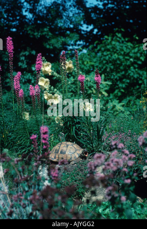 Griechische Schildkröte / Hermanns Schildkröte / Griechische Landschildkroete Stockfoto