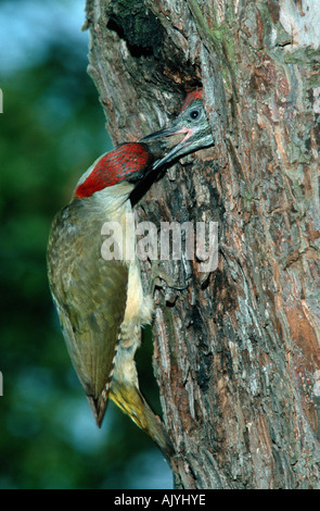 Grün Specht / Gruenspecht Stockfoto