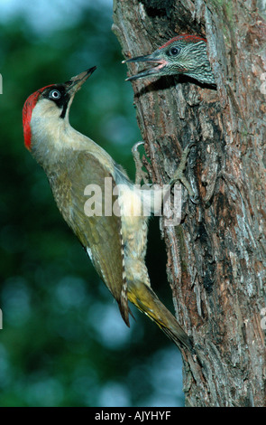 Grün Specht / Gruenspecht Stockfoto