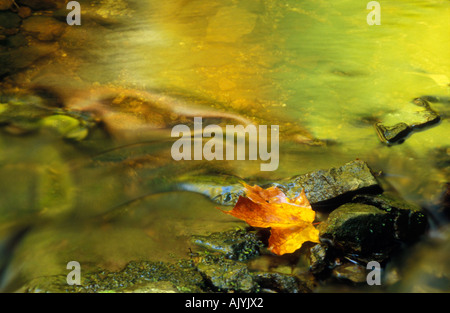 Ein gefallener Ahornblatt in einem stream Stockfoto