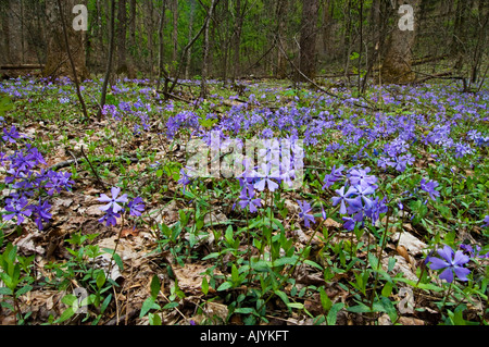 Wilde blaue Phlox in Laubwald, Great Smoky Mountains National Park, Tennessee, USA Stockfoto