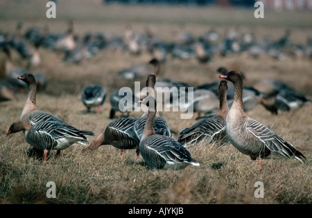 Pink-footed Goose / Kurzschnabelgans Stockfoto