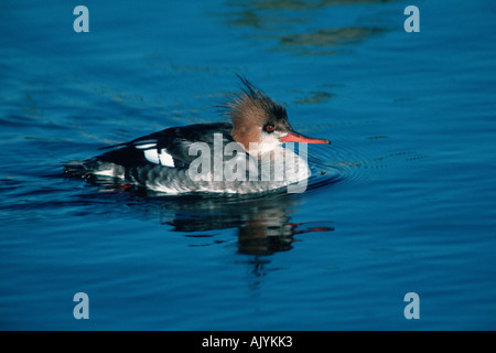 Red-breasted Meerganser / Mittelsaeger Stockfoto