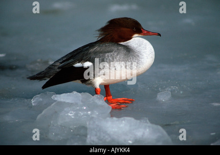 Red-breasted Meerganser / Mittelsaeger Stockfoto