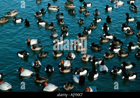 Tafelenten und Reiherenten / Tafelente Und Reiherente Stockfoto