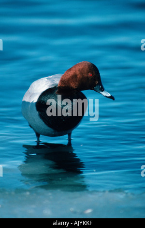 Tafelenten / Tafelente Stockfoto