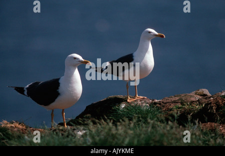 Geringerem Black-backed Gull / Heringsmoewe Stockfoto