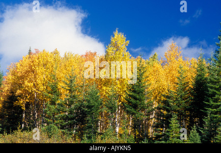 Helles Gelb Birken vor blauem Himmel in Quebec Stockfoto