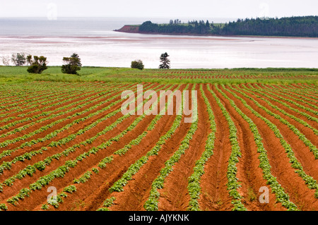 Kartoffelfeldern mit Blick auf Bucht Rollo, Rollo Bay, PE/PEI-Prince-Edward-Insel, Kanada Stockfoto