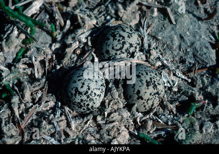 Seeregenpfeifer / Seeregenpfeifer Stockfoto