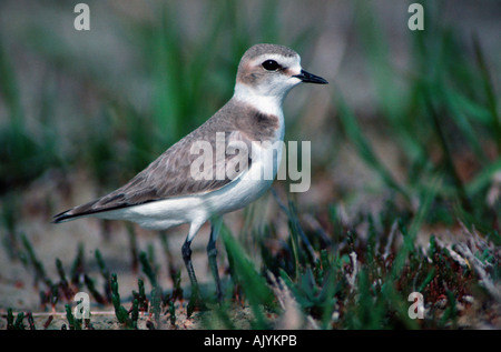 Seeregenpfeifer / Seeregenpfeifer Stockfoto