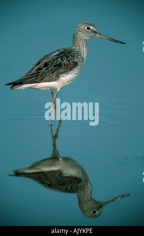 Gemeinsamen Grünschenkel / Gruenschenkel Stockfoto