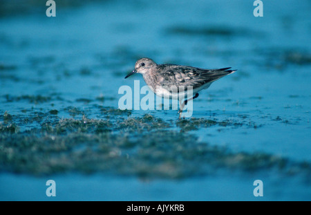 Temminck Stint / Temminckstrandlaeufer Stockfoto
