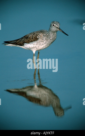 Gemeinsamen Grünschenkel / Gruenschenkel Stockfoto