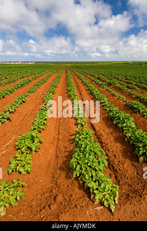 Kartoffel Felder mit Blick auf St.-Lorenz-Golf, North Lake, PE/PEI Prince Edward Island, Canada Stockfoto