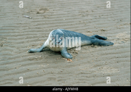 Seehund / Hafen Dichtung / Gemeinen Seehund Stockfoto