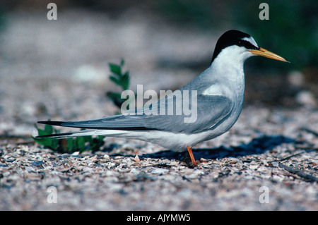 Zwergseeschwalbe / Zwergseeschwalbe Stockfoto