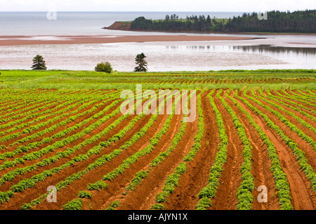 Kartoffelfeldern und Pinien Bäumen mit Blick auf Rollo Bay, Souris, PE/PEI Prince Edward Island, Kanada Stockfoto