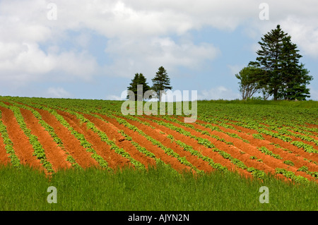 Kartoffelfeldern und Pinien, Souris, PE/PEI Prince Edward Island, Canada Stockfoto