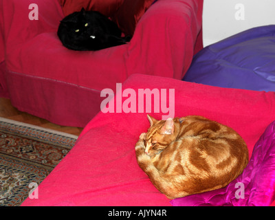 Zwei Katzen schlafen auf verschiedenen Stühlen in der Lounge Stockfoto